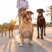 Pet Sitter em Bauru