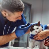 Veterinário