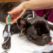 Cirurgia para pet