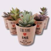 Mini Suculentas e Cactos Decorados	