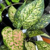 Aglaonema