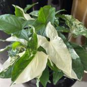 Singonio Variegado 