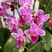Orquídeas