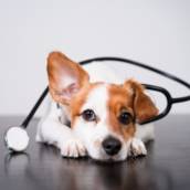 Farmácia Veterinária - Saúde Animal - São Paulo