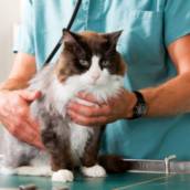 Medicamentos para Gato - Cuidado Felino - São Paulo