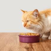 Ração para Gato - Nutrição Felina - São Paulo
