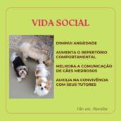 Convívio Social entre cães em Jundiaí