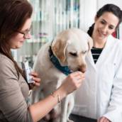 Veterinário em Tietê - Bem-estar e Saúde para 