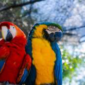 Atendimento Especializado para Aves