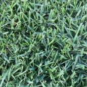 Grama São Carlos R$12,00 reais o metro