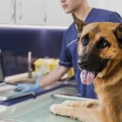 Oncologia para Animais