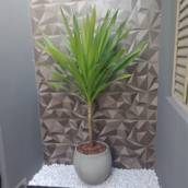 Dracaena Fragrans