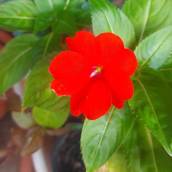 Maria-sem-vergonha ou Impatiens