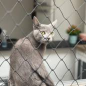 Rede de Proteção para Gatos - Segurança e Conforto em Praia Grande/SP
