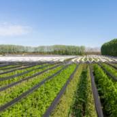 Substratos para Jardinagem Sustentável em Avaré/SP – Cultivo Ecológico e de Alta Qualidade