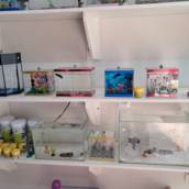 Peixe Beta