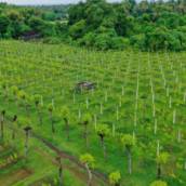 Sistemas Agroflorestais - Sustentabilidade e Renda em Santa Cruz do Sul, RS