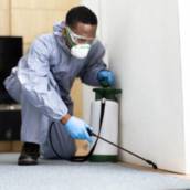 Descupinização Eficaz para Proteção de Imóveis em Limeira - SP