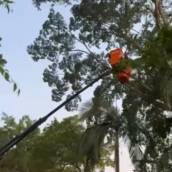 Corte de Árvore com Segurança e Eficiência em Santa Cruz do Rio Pardo
