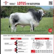 Touro Nelore Lotus FIV Katispera (N0067)