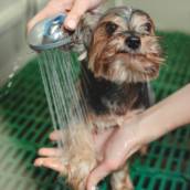Banho de Qualidade para o Seu Pet - Bem-Estar e Higiene em Avaré