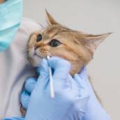 Medicamentos Veterinários de Qualidade - Bem-estar para seu Pet em Avaré