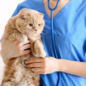 Consultas Veterinárias – Cuidado e Saúde Animal em Lençóis Paulista/SP