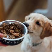 Rações e Artigos Pets - Qualidade e Variedade para Seu Pet em Avaré, SP