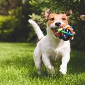 Brinquedos para Pets - Diversão e Bem-Estar em Avaré, SP
