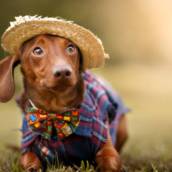 Roupinhas para Pets - Conforto e Estilo em Avaré, SP