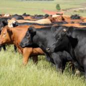 Pecuária – Capacitação para o Sucesso no Campo