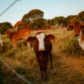 Inseminação Artificial – Tecnologia para Melhoramento Genético do Rebanho