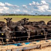 Cursos de Bovinos na Região – Formação Completa para o Agronegócio