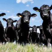 Ultrassom Bovino – Diagnóstico de Precisão para Reprodução e Saúde Animal