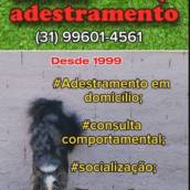 Consulta Comportamental para Filhotes e Cães de Todas as Idades – Comportamento equilibrado para seu cão – Belo Horizonte