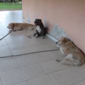 Socialização entre Cães da Mesma Casa – Convivência harmoniosa e sem conflitos – Belo Horizonte