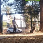 Não Sair no Portão – Segurança e obediência para seu cão – Belo Horizonte