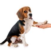 Adestramento de Cães em Confins