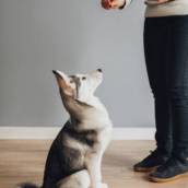 Adestramento de Cães em Lagoa Santa