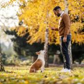 Adestramento de Cães em Vespasiano 