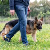 Adestramento de Cães em Santa Luzia