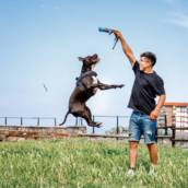 Adestramento de Cães em Nova Lima 