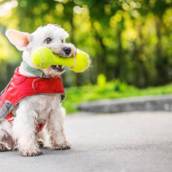 Adestramento de Cães em Itabirito
