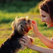 Adestramento de Cães em Betim