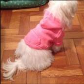 Moda Pet – Conforto e Estilo para Seu Melhor Amigo – Belo Horizonte