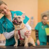 Consulta veterinária em Avaré SP com cuidado completo
