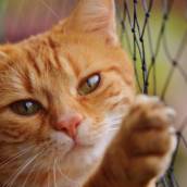 Redes de Proteção para Gatos – Praia Grande com Segurança