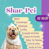 Shar-Pei 