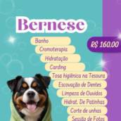 Bernese