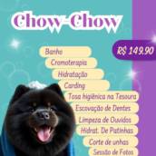 Chow Chow